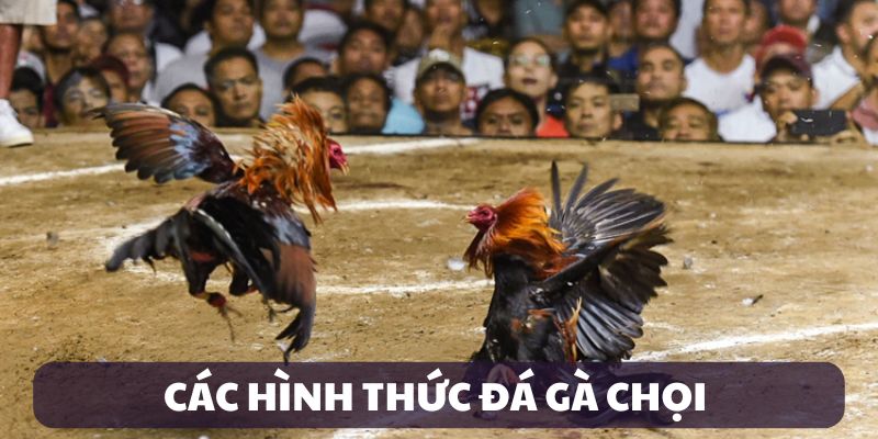 Các hình thức chọi gà