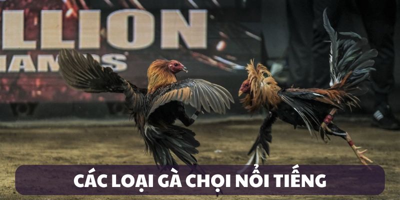 Các loại gà chọi nổi tiếng