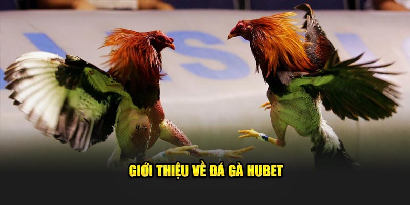 đá gà hubet