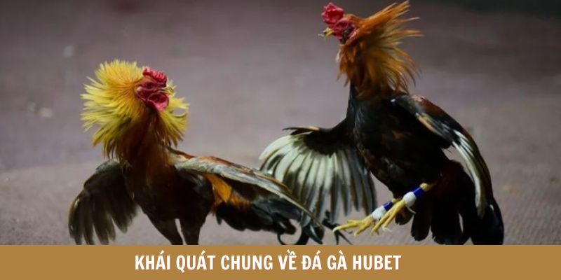 Giới thiệu chung về đá gà HUBET