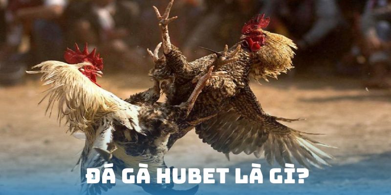 Tham gia đá gà HUBET chỉ với 4 bước